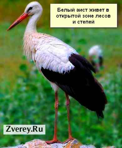 Белый аист стоит на двух лапах Белый аист на зеленом фоне