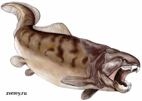 Эта древняя хищная рыба сильнее акулы и крокодила Фото рыбы, которая сильнее акулы