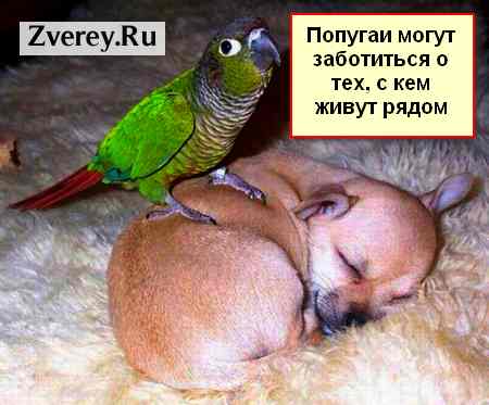 Попугай помог спасти щенков Попугай спас щенков