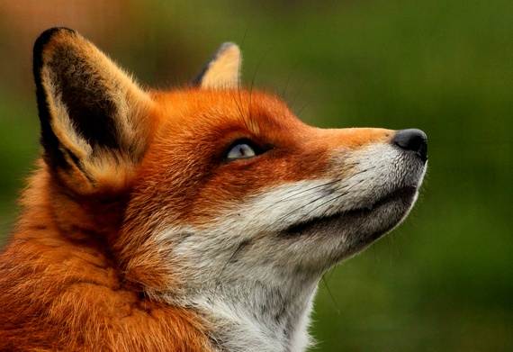 Сайт про животных Zverey.Ru Главное фото сайта про животных Зверей.Ру