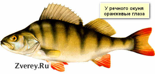 Так выглядит речной окунь Картинка речного окуня