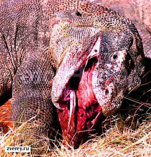 Варан за обедом Фото комодского варана