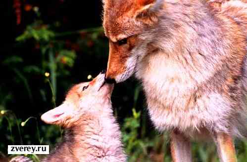 Волк с волчонком Волк и волчонок