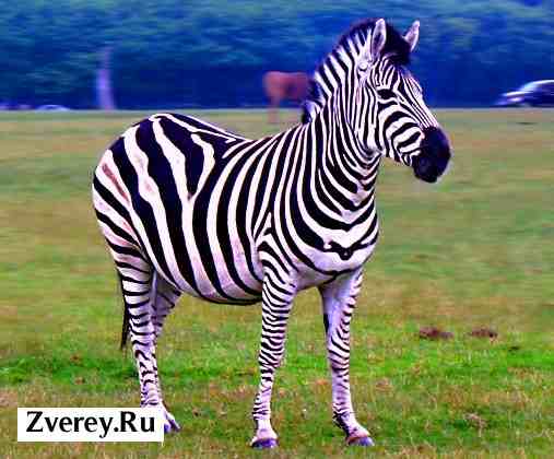 Зебра с отчетливыми полосками Черно-полосатая зебра